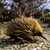 Echidna.png