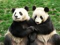 Pandas holding hands.jpg