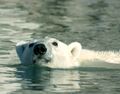 Polar Bear Swimming.jpg