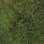 Sheet moss.jpg