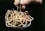 Tapeworms.jpg