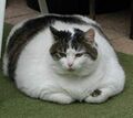 Fat cat 4.jpg