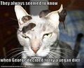 Funny-pictures-your-cat-is-vegan.jpg