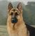 Germanshepherd.jpg