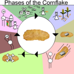 Cornflake cycle.png