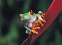 Frogs5.jpg