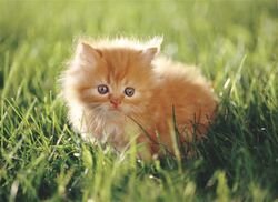 Orange Kitten.jpg
