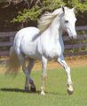 White horse 4543.jpg