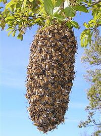 220px-Bee Swarm.JPG