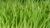 Barley-grass.jpg