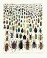 Inordinate fondness for beetles.jpg