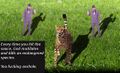 Thumbnail for version as of 07:58, 15 January 2006