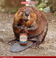 Canadian beaver.jpg