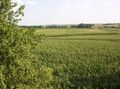 Corn fields in Southern Nebraska.jpg