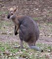 Kangaroo caste.jpg