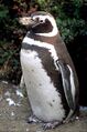 Magellanic-penguin02.jpg