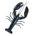 Black Lobster.jpg
