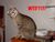 Funny wtf cat.jpg