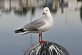 A seagull on the pier.jpg