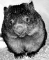 Golden peruvian wombat.jpg