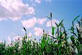 Corn field in Austin, Texas.jpg