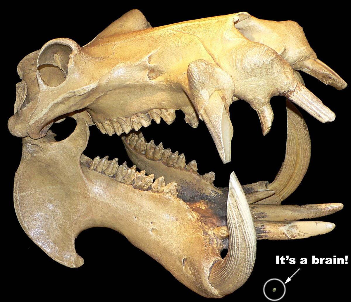 Neanderthal - Uncyclopedia, the content-free encyclopedia