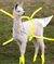 ARCEUS.jpeg