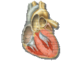 Heart anatomy.gif