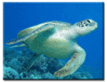 Sea-turtle.gif