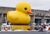 Big duck1.jpg