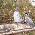 Super-intelligent pigeons.jpg