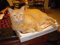 Cat on a pizza box.jpg