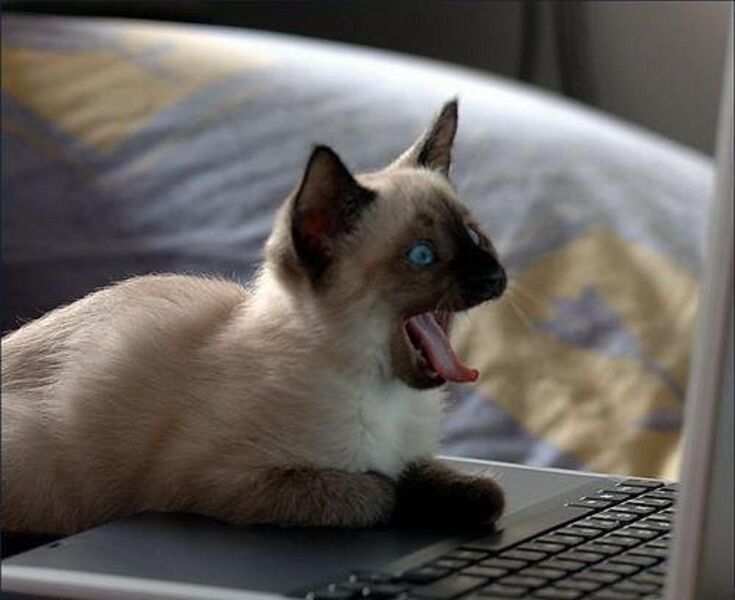 File:Catstaringatthescreenwithmouthopen.jpg