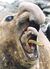 Walrus.jpg