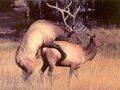 Www.Elk-Romance-Breeding-Deers.Jpg