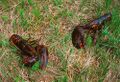 Capebretonsese field lobster.jpg