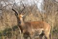 Male-antelope.jpg
