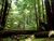 Redwoodforest.jpg