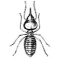 A termite.jpg