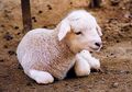 Baby sheep01.jpg