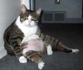 Fat cat.jpg