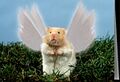 Angelic hamster.jpg
