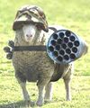 Battle Sheep.jpg