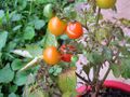 Caesarean tomatoes.jpg