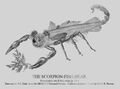 Scorpion-fish-bear.jpg