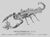 Scorpion-fish-bear.jpg