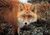 Vulpes-03.jpg