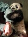 Arm panda.jpg
