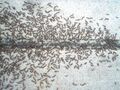 Ants in my driveway.jpg