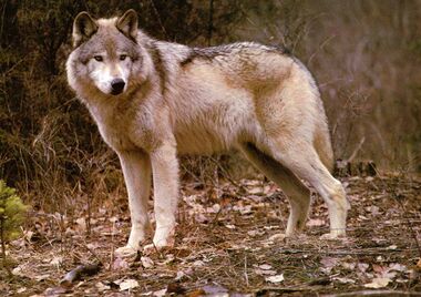 Sherwood Forest Wolf.jpg